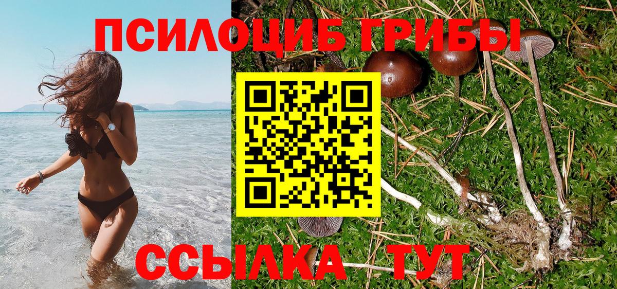 Томск  Псилоцибиновые грибы Cubensis  Вход с VPN 